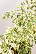 Detail of leaf texture and variegation pattern.