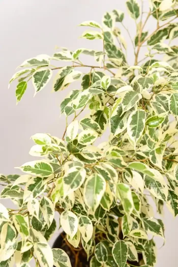 Detail of leaf texture and variegation pattern.