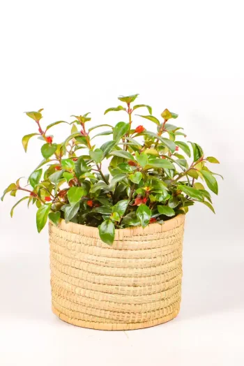 Goldfish plant displayed in a handwoven basket
