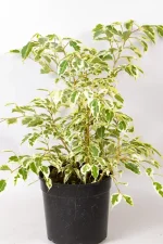 Ficus Twilight placed in bright indirect light.