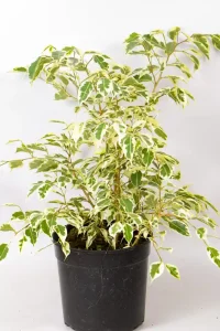 Ficus Twilight placed in bright indirect light.