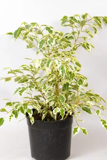 Ficus Twilight placed in bright indirect light.