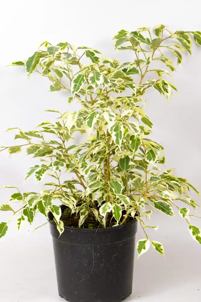 Ficus Twilight5 Ficus Twilight placed in bright indirect light.