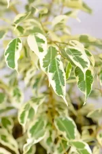 Close-up of green leaves with creamy white edges.