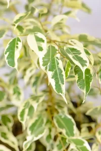 Close-up of green leaves with creamy white edges.