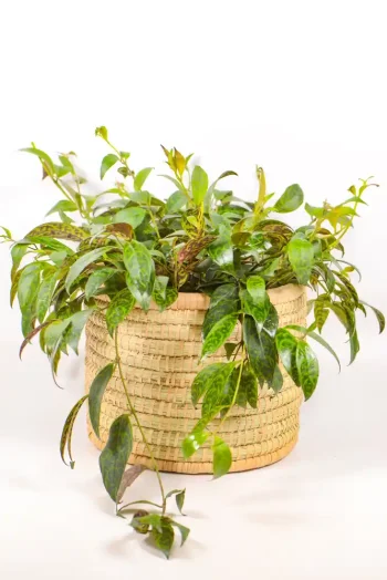 Lipstick plant in a handwoven basket