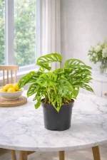 Monstera adansonii on a marlbe table in bright light