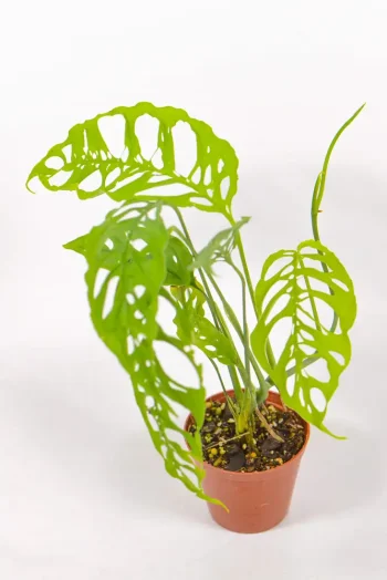 Full and bushy Monstera Esqueleto withe large fenestrated leaves