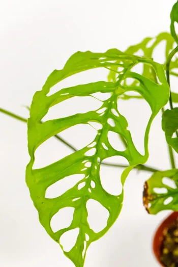 Close-up of large fenestrated leaf structure.
