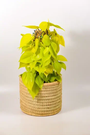 Philodendron Neon in a handwoven basket