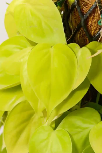 Detail of healthy foliage texture and colour.