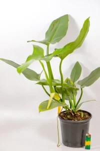 Philodendron Silver Sword showing metallic silver-blue leaves
