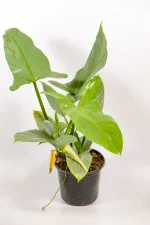 Side view highlighting strong leaf sizing