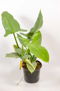 Side view highlighting strong leaf sizing