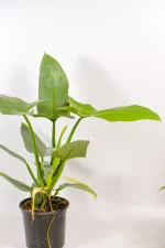 Large Silver Sword in a 25 cm pot with upright growth