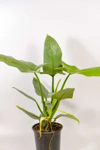 Mature Silver Sword foliage with architectural form
