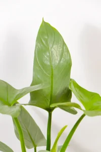 Close-up of elongated silver leaf shape