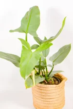 Healthy Philodendron Silver Sword in bright indirect light