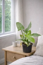 Close up of Philodendron Silver Sword on a size table