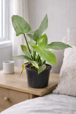 Philodendron Silver Sword on a size table nex to a sofa