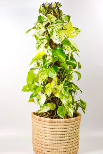 Established Marble Queen Pothos styled as a floor plant.
