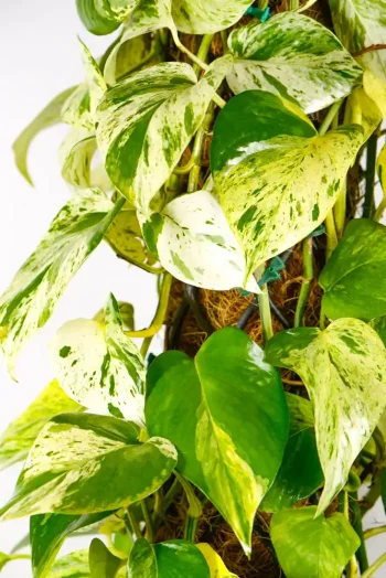 Detail of foliage texture and variegation pattern.