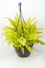 Bright yellow-green cascading fern