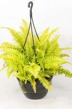 Boston Fern Golden Glow in 20cm hanging basket