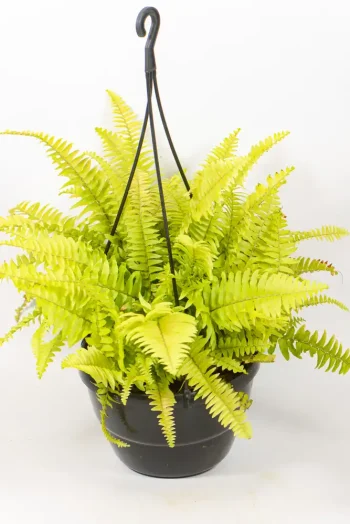 Boston Fern Golden Glow in 20cm hanging basket
