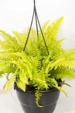Indoor fern with soft arching foliage