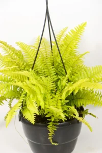Indoor fern with soft arching foliage
