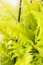 Full hanging Boston fern display