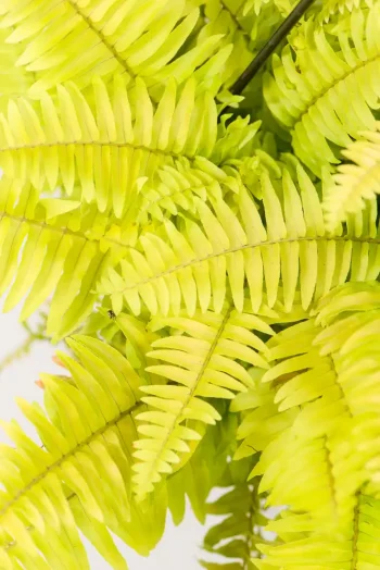 Close-up of golden fern fronds