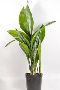 Cast Iron Plant in a 19cm pot indoors