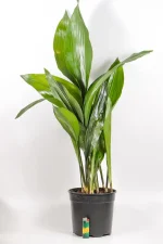 Cast Iron plant standing approx.80–90cm tall