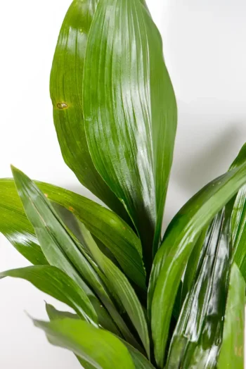 Upright deep green Aspidistra foliage