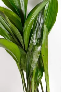 Close-up of broad glossy leaves of a cast iron plant
