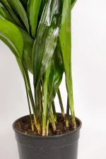 Close up of the stems of a large cast iron plantt