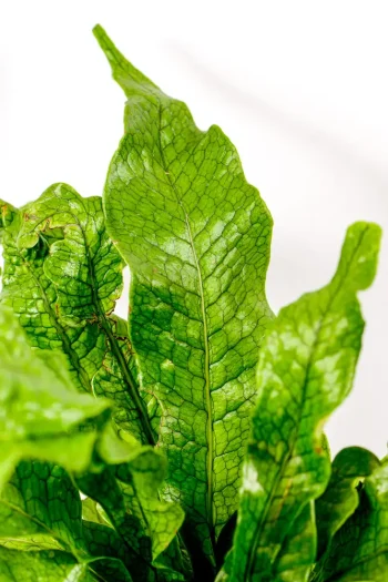 Close up of raised leaf details of a crocodile fern