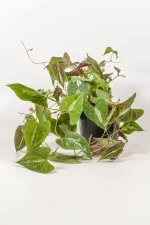 Full view of a dioscorea discolor with multiple training vines