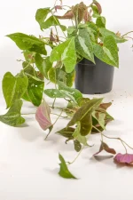 Purple underside foliage close-up of a dioscorea discolor