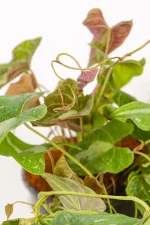 Silver patterned variegated vine leaves of a dioscorea