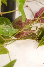 Purple underside of a dioscorea discolor