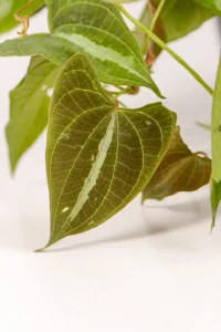 Close up of silver vein of a dioscorea discolor
