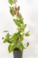 Close up of a dioscorea discolor climbing with pultiple vines