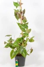 Dioscorea Discolor trailing up a branch