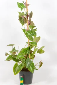 Dioscorea Discolor trailing up a branch