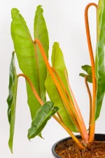 long narrow leaves with orange stems of a Philodendron Billietiae
