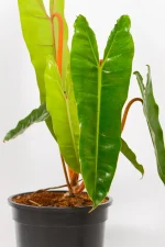 Philodendron billietiae in 16.5cm pot