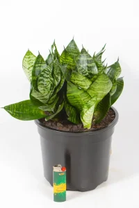 Compact snake plant rosette with multiple plants